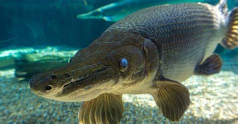 Alligator Gar Fish Facts Atractosteus Spatula A Z Animals