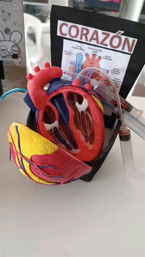 Maqueta corazón humano tamaño real Manualidades educativas Maquetas