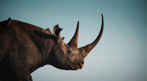 Top 5 facts about Black Rhinos | WWF