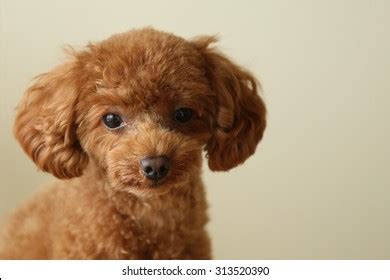 10,916 Red poodle Images, Stock Photos & Vectors | Shutterstock