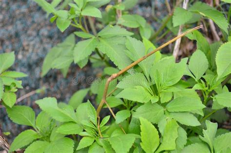 The Giant Stick Bug Walks in the Gardens Stock Image - Image of large ...