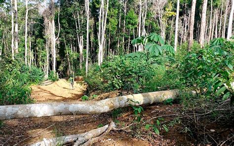 Desmatamento Da Mata Atl Ntica Cresce Em Cinco Estados Do Pa S Aponta