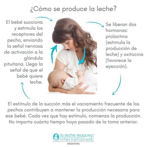 Cómo se produce la leche humana Liga de La Leche Argentina