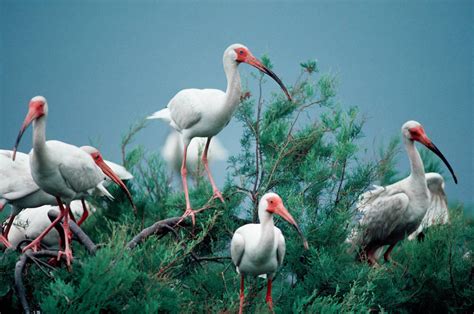 BIR010 00008 Joel Sartore