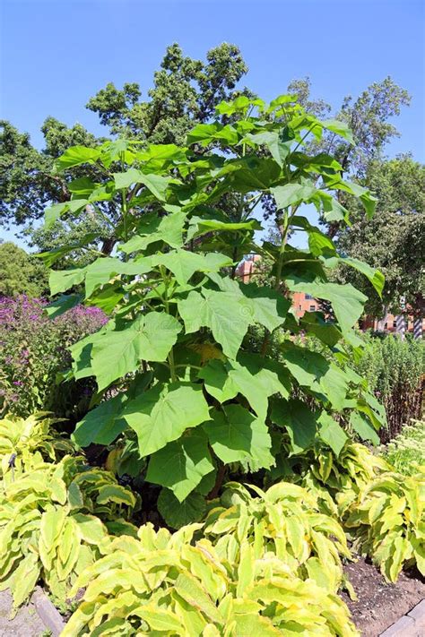 Paulownia Tomentosa Common Names Princess Tree Empress Tree Stock