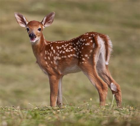 Fawn White Tailed Deer Odocoileus Virginianus Fawn Whi Flickr