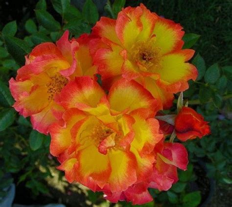 21 Best Thornless Roses You Can Grow List Of Thornless Roses