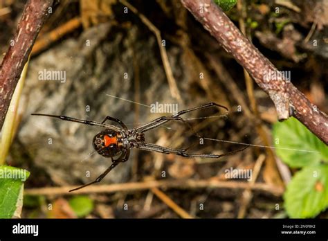 Black Widow Spider Latrodectus Mactans Stock Photo Alamy