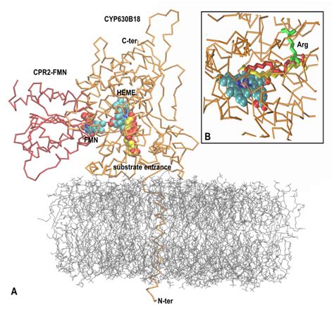 The Model Of RS2 Reconstitution System Of The FMN Domain Red Of