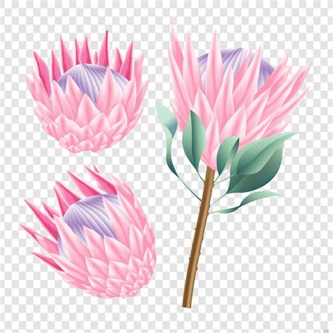 Premium Vector Protea Flowers Vector