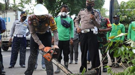 Antisipasi Angin Kencang Petugas Gabungan Pangkas Pohon Tua Di