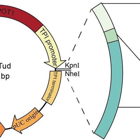 Construction Scheme Of Plasmids For Recombinant Expression Of