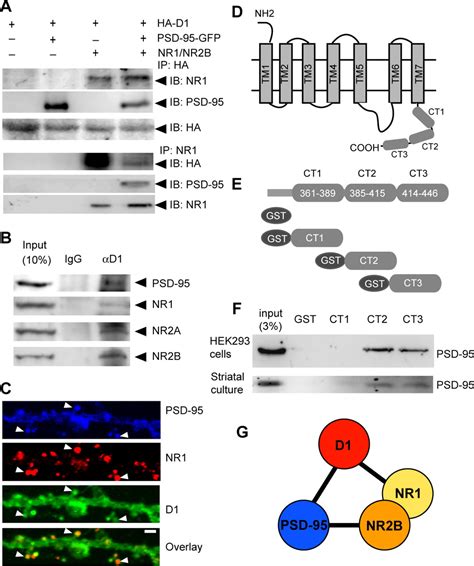 Psd Uncouples Dopamineglutamate Interaction In The D Psd Nmda