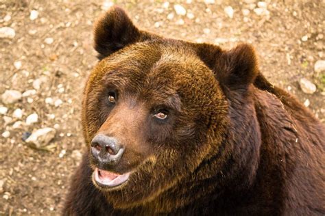 This Rarest Bear In The World Will Conquer Your Soul Animal Encyclopedia