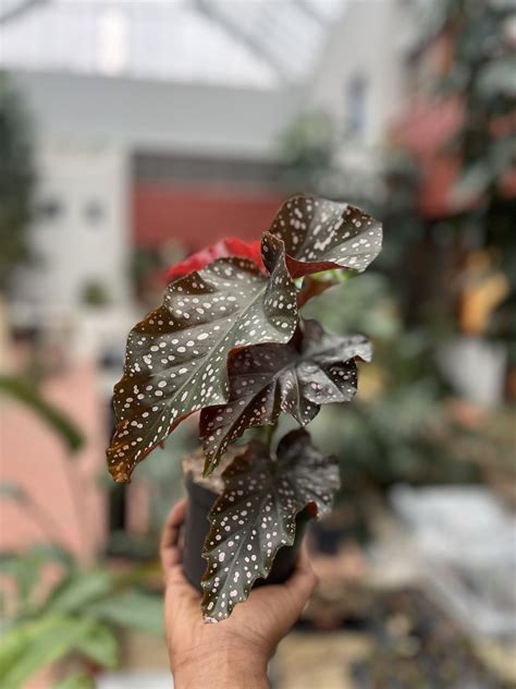 Begonia Maculata Cracklin Rose La Selva Gartneri