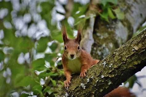 Eichhörnchen Nagetier Tierwelt Kostenloses Foto auf Pixabay Pixabay