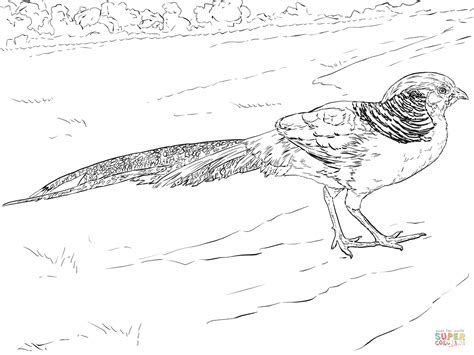 Golden Pheasant Walking coloring page | Free Printable Coloring Pages