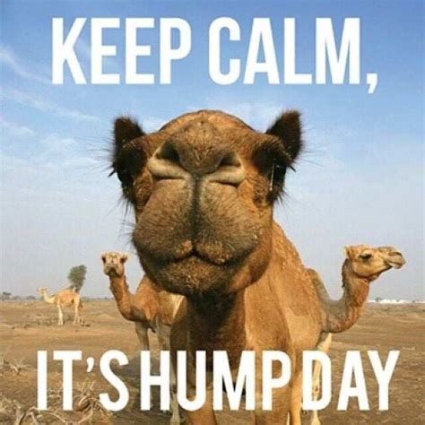 50 Ridiculous Hump Day Meme Ideas To Send To Your Coworkers Legitng