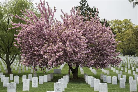 Memorial Arboretum and Horticulture