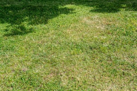 What Causes Dirt Piles In The Grass Storables