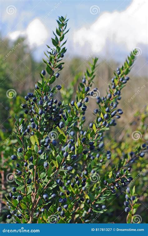 Myrtus Communis The Common Myrtle Stock Image Image Of Mediterranean