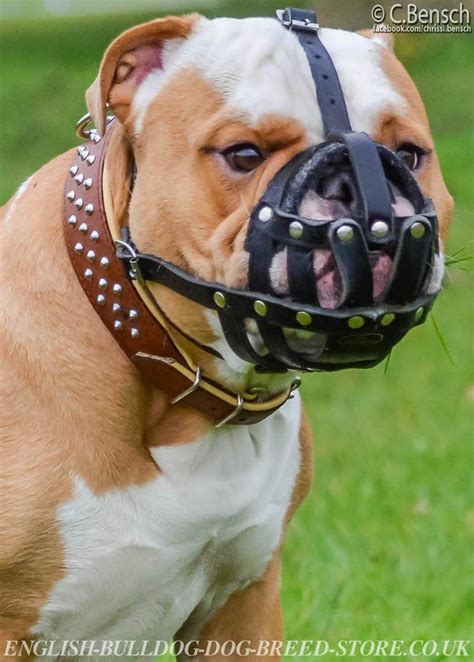 Great Muzzle Bulldog in the world Check it out now | bulldogs