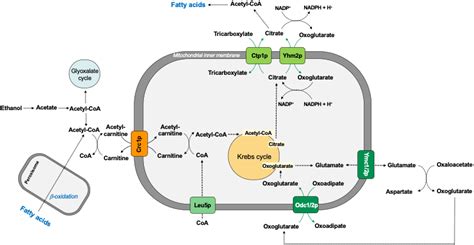 Mitochondrial Carriers Encyclopedia Mdpi