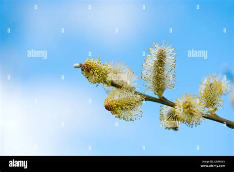 Pussy Willow Branches And Blue Sky Stock Photo Alamy