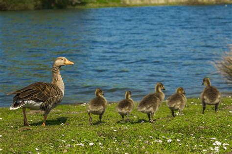 Images Gratuites la nature prairie rivière faune printemps