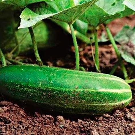 Грунт для рассады огурцов купить недорого в Интернет-магазине Garden-Zoo
