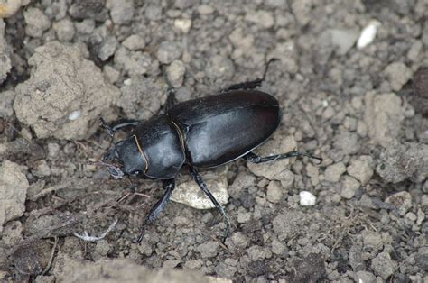 Insekt Käfer Entomologie Kostenloses Foto auf Pixabay