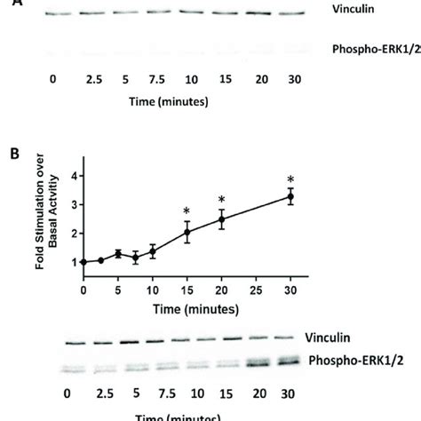 ERK1 2 Phosphorylation Profiles A Unstimulated HUVEC Displayed No