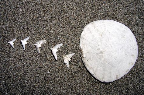 Sand Dollar Inside