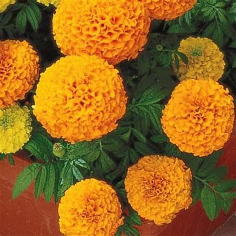 Jual Benih Bibit Bunga Marigold Beautiful F Bisi Di Lapak Putra