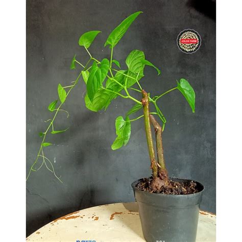 Jual Pohon Bibit Tanaman Rambat Akar Seribu Curtain Ivy Cissus