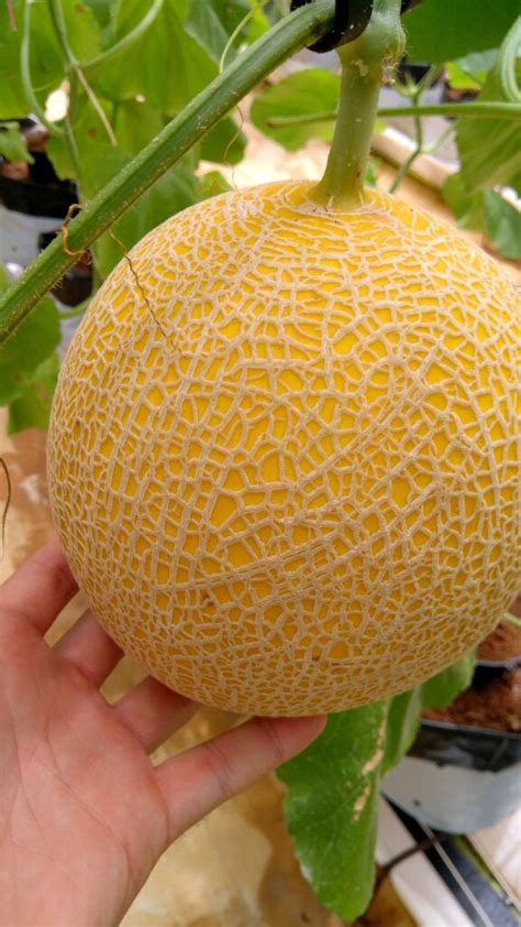 Hydroponic Trellised Melons Greenhouse System Horti Generation