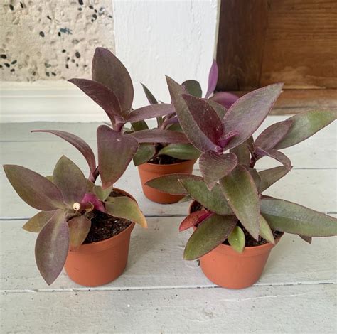 Purple Heart Tradescantia Pallida Wandering Dude Starter Live Plant