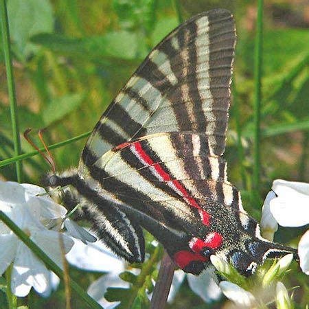 Butterflies Love This Shed Garden Gardens With Wings