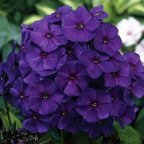 Купить Ники Флокс метельчатый саженец в Перми в питомнике растений СВМ ...