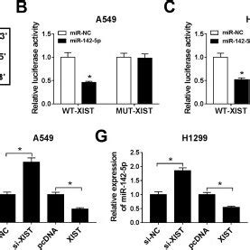 MiR 142 5p Is A Target Of XIST In NSCLC Cells A A Graphical