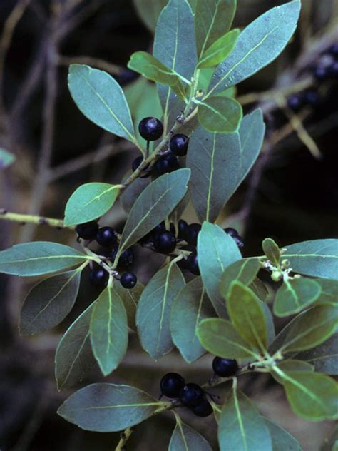 Ilex Glabra Inkberry Florabundance Gardens