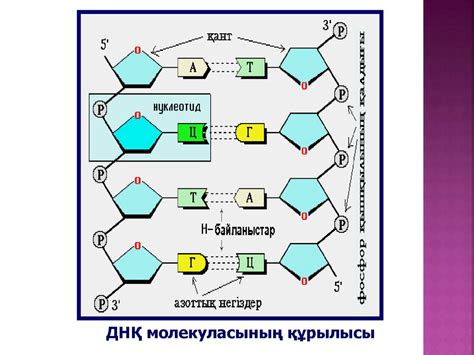 Нуклеин қышқылдары. ДНҚ репликациясы - online presentation