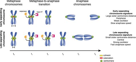 Centromere In Mitosis