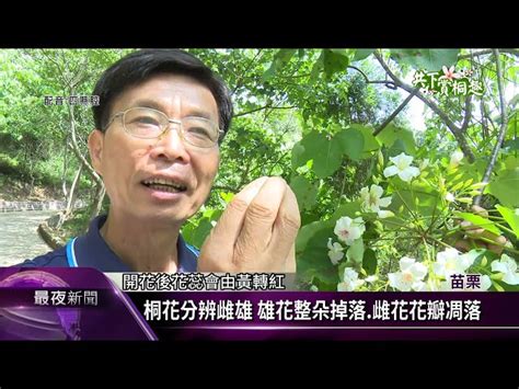 網路流傳油桐花雌雄同株 植物老師機率少 客家電視台