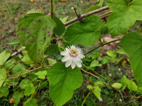 Beautiful Indian Wild Passion Flower Passiflora Foetida Chiltern