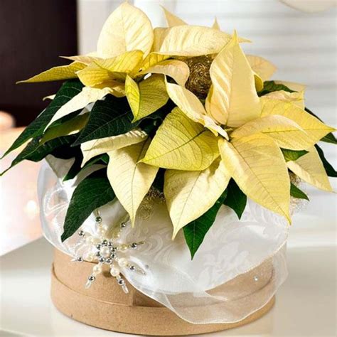 Flower Compositions With Poinsettias 20 Beautiful Ideas