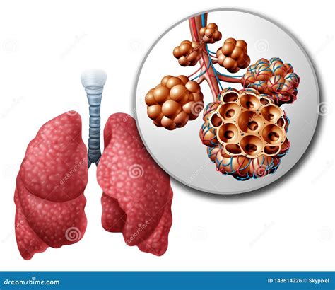 Lung Anatomy Alveoli