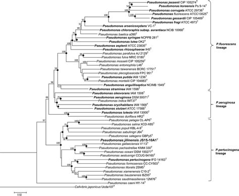 Neighbor Joining Phylogenetic Tree Based On Concatenated Four