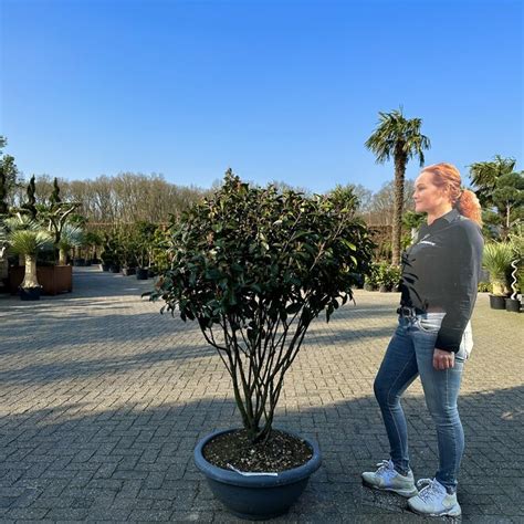 Photinia Fraseri Red Robin Multistam Palmexpert Nl