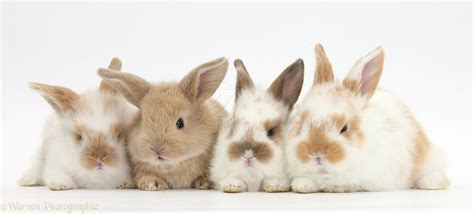 Four cute baby rabbits photo - WP36469